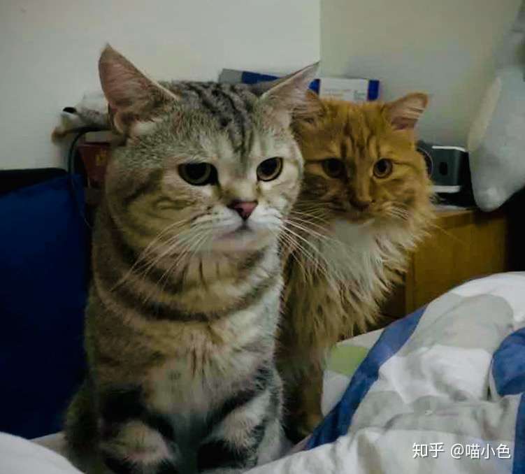 蛋蛋和二毛的猫生 序 知乎