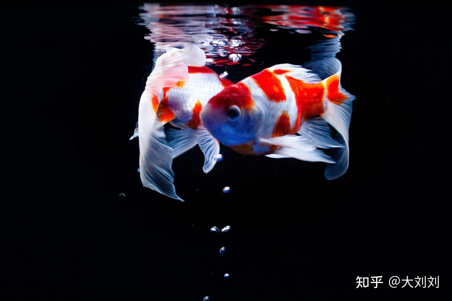 金鱼失鳔怎么治疗 什么原因导致的 知乎