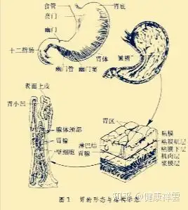 比较结实,包裹着胃,保护着胃保;胃壁的中间则是肌膜层,它负责胃蠕动