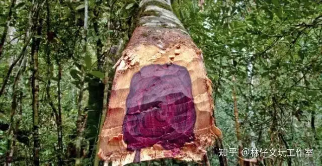 干货分享（卢氏黑黄檀木纹图片）卢氏黑黄檀木材多少一吨，大叶紫檀（卢氏黑黄檀）简介，上欧阳学士第一书阅读答案，曲江禁毒，