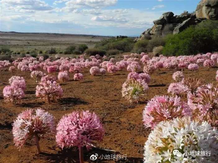 最怪异 像篮球那么大的花朵 要开成粉色海洋了 纳马夸兰灯台花花海预告 知乎