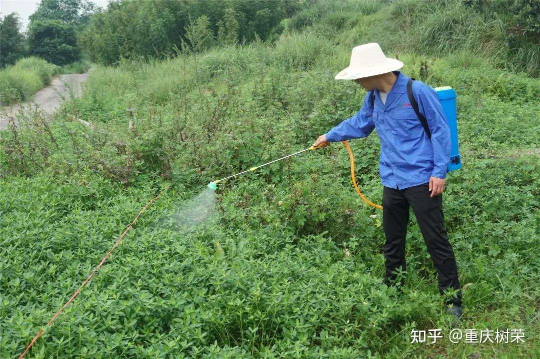 重庆树荣 五年磨一剑 树荣求败单月销量突破瓶 知乎