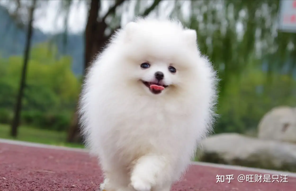 城市三大 恶犬 你家可能也在其中 知乎