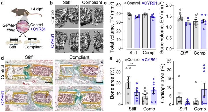 血管生成誘導(dǎo)因子61（CYR61）遞送促進骨折修復(fù)過程中的血管生成