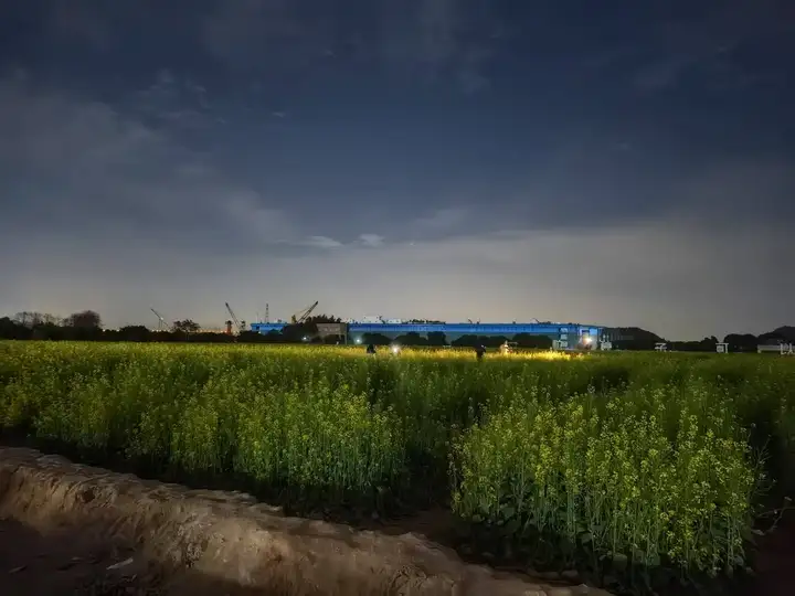 风吹花遍野