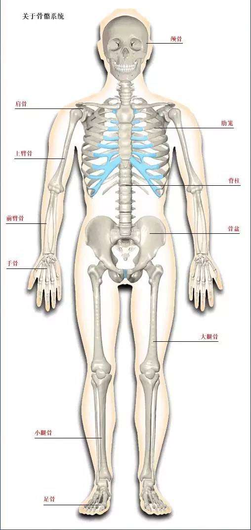 人体骨骼系统 好图 建议大家收藏 知乎