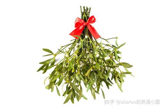 圣诞快来了我们来聊聊槲寄生mistletoe