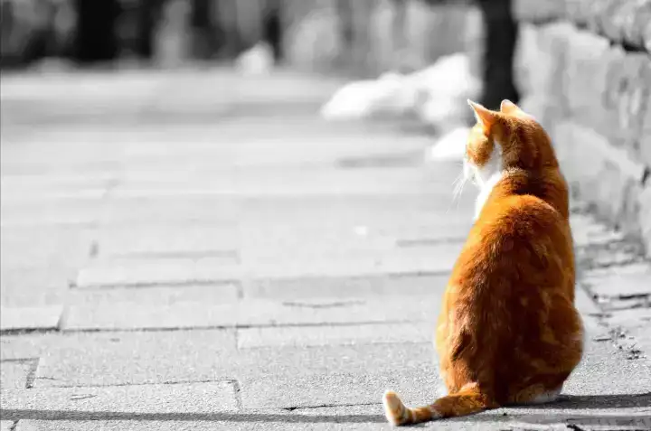 城市03 当一只大阪猫 总归是好的 知乎