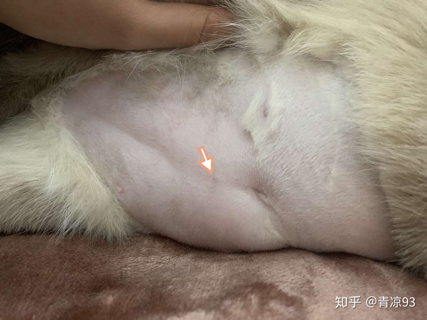 猫自发性膀胱炎治疗记录- 知乎