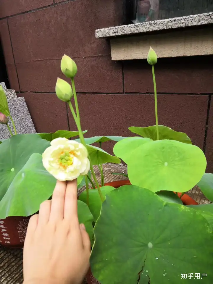 碗莲怎么水培？(水培碗莲种植方法图解)