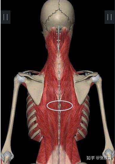 后背有一个骨头痛痛的,就一个骨头痛痛的,大概在两个肩胛骨底边的中间