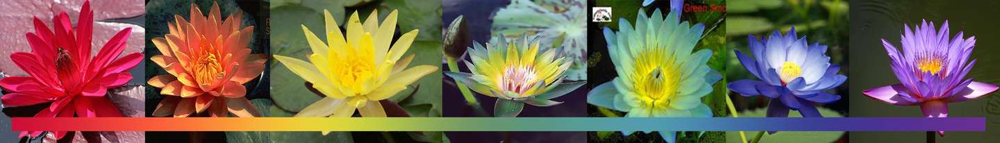 彩虹之花 虚假而又真实的梦 又名 真的有 玛丽苏 之花诶 知乎