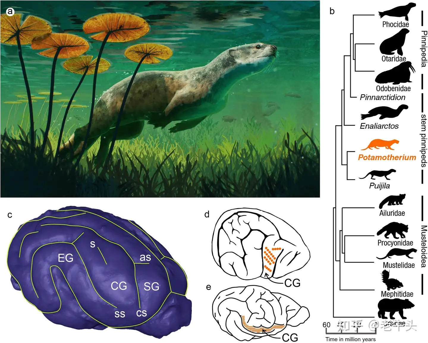 古生物新闻（2023年8月14日-8月27日） - 知乎