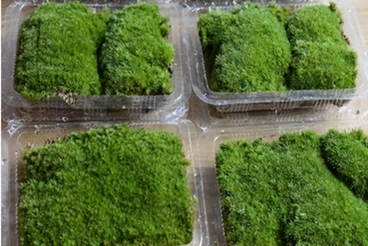 上水石种什么植物最好(上水石怎么养出苔藓)插图 上水石种什么植物最好(上水石怎么养出苔藓)插图
