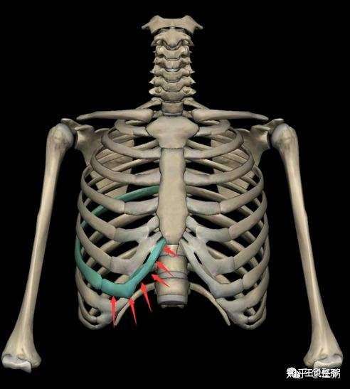 骷髅拥抱时肋骨会卡住吗?