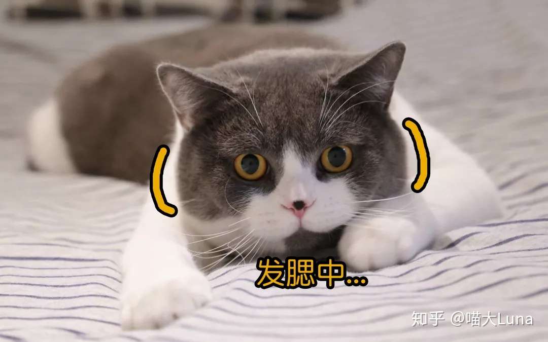 什么是猫咪中的渣男脸 知乎