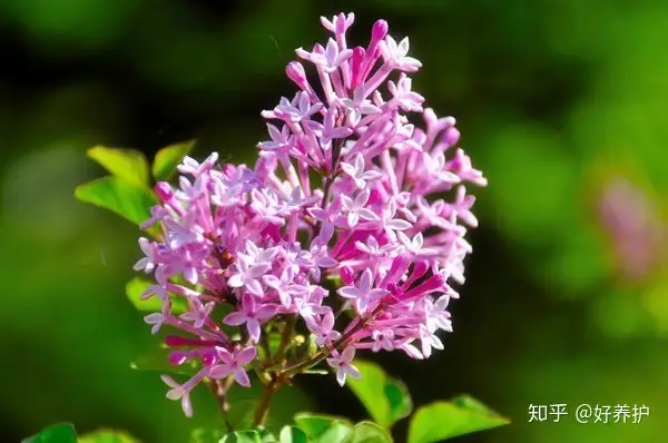 干货满满（丁香花图片）银杏树图片大全高清 春夏秋冬 第6张