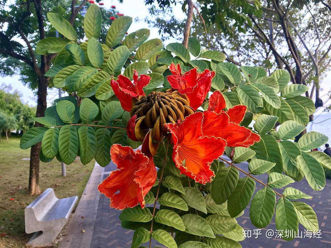 地毯式扫盲 深圳街头常见植物图鉴 上集 知乎