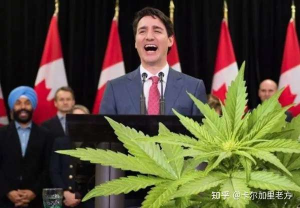 全攻略 之加拿大大麻合法化不完全攻略 知乎