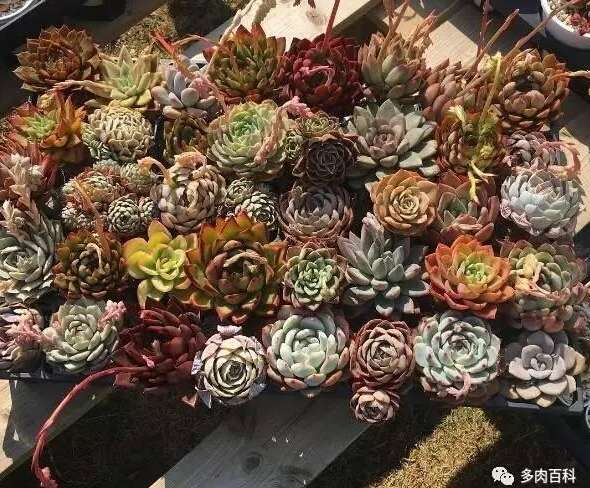 多肉植物的叶片蔫蔫的怎么办 知乎
