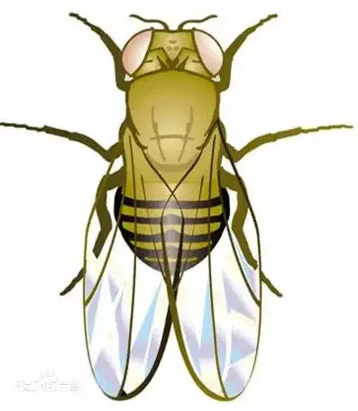 angew:"聪明药",果蝇解! - 知乎