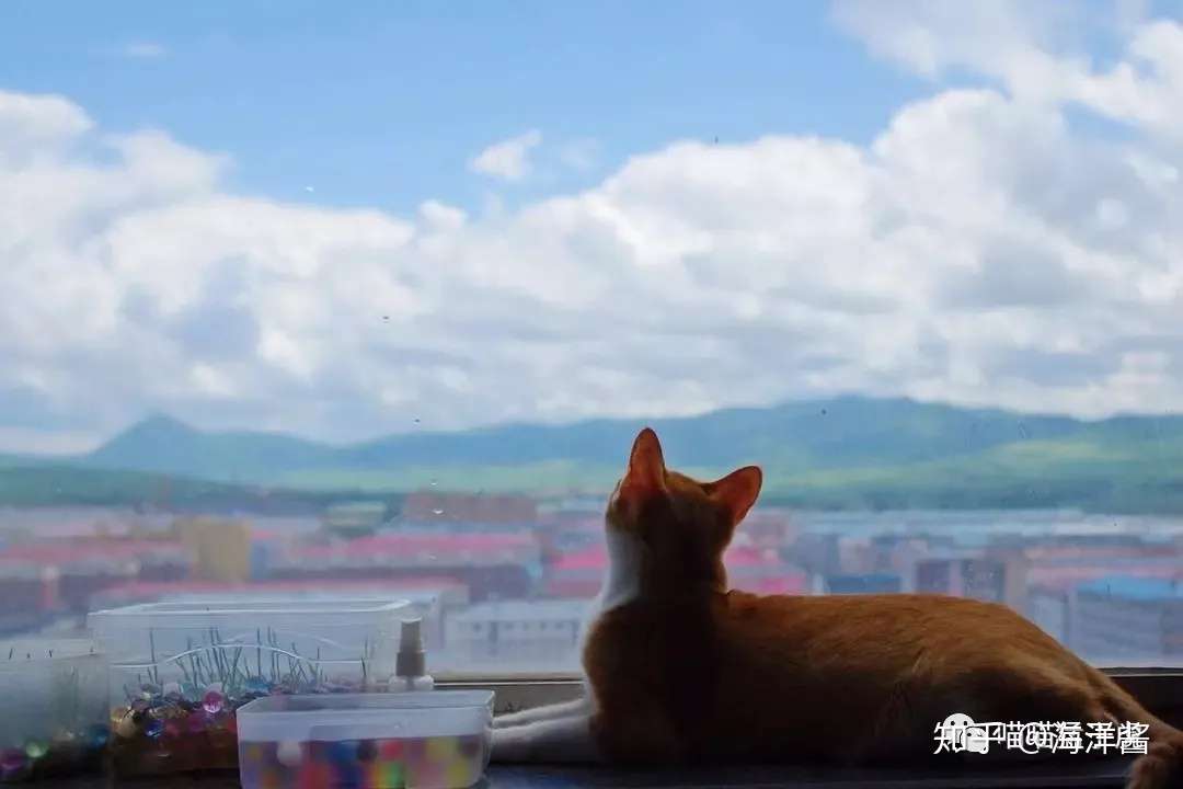 猫草种植终极教程 知乎 猫草种植终极教程 知乎