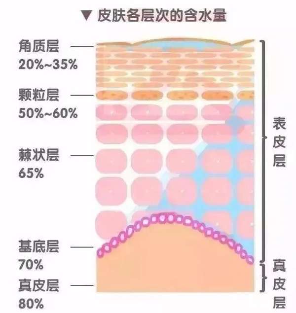 泡沫哦泡 的想法: 皮肤分表皮层和真皮层，表皮层又分四层，… - 知乎