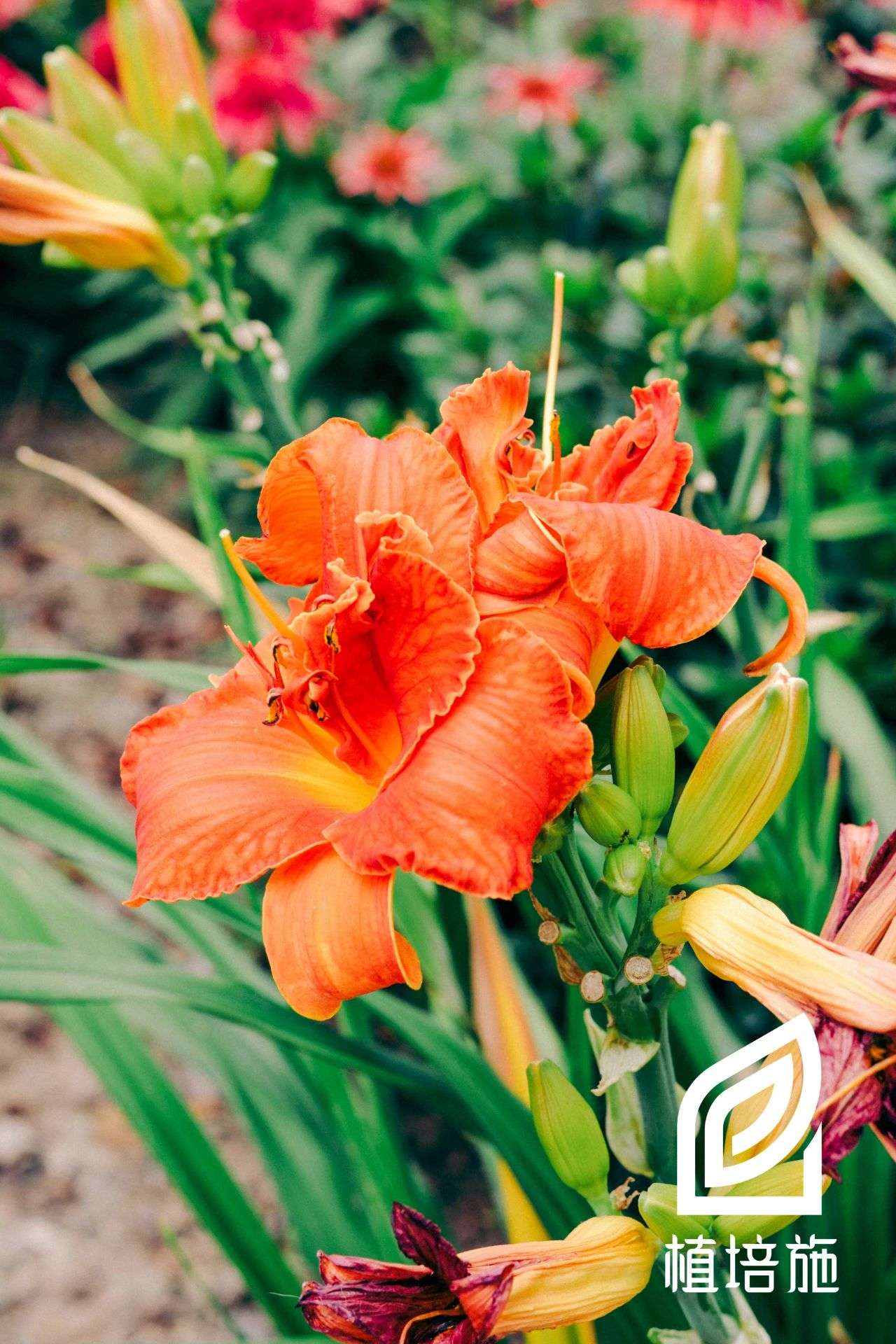 植培施 萱草hemerocallis Fulva 球根 宿根花卉栽培手册 知乎