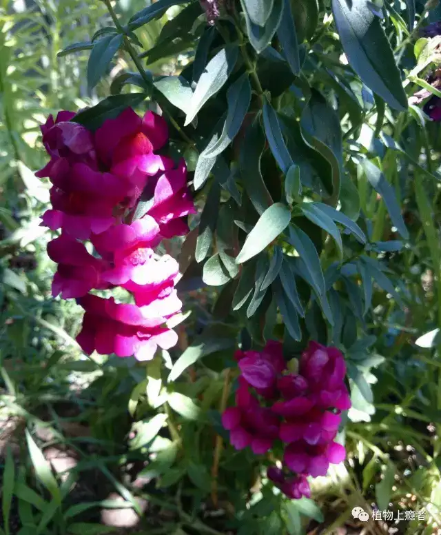 金鱼草 须知美女 百年之后 化为白骨呐 知乎