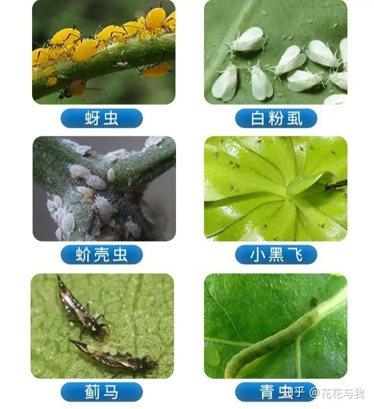 养花必备6种药 对于花卉常见虫害和养护 效果出奇的好 知乎