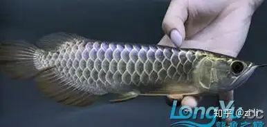 金龍魚種類有哪些？ 觀賞魚 第14張