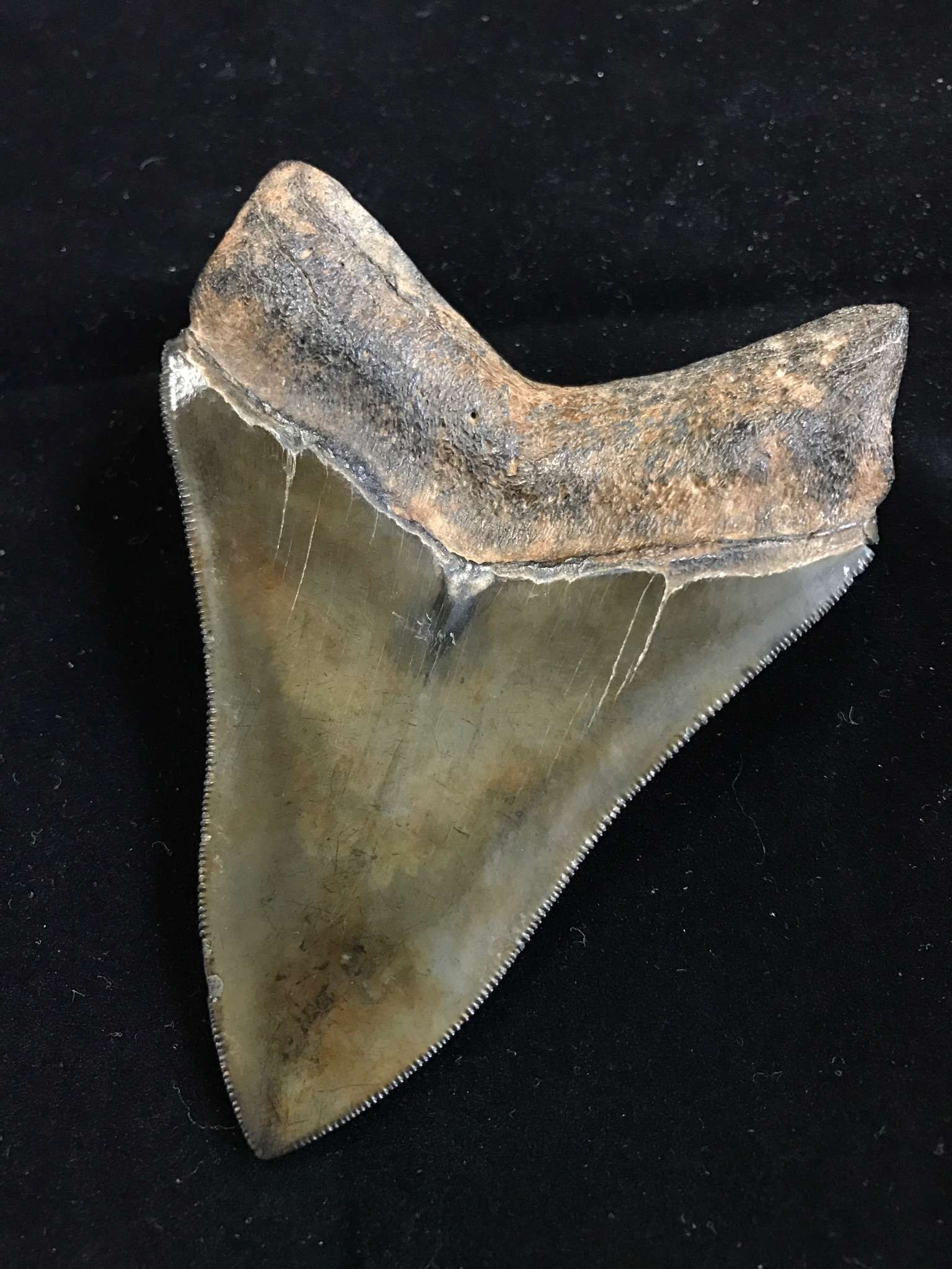 江泓 的想法: 刚收到的一枚巨齿鲨牙齿化石,这品相真是… 
