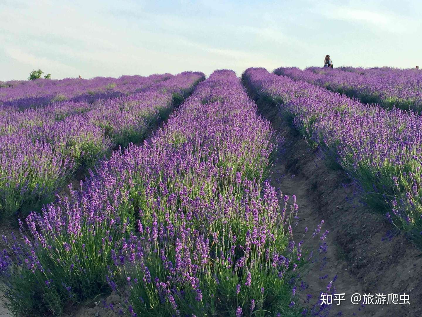 哇 好美 盘点最美的五大薰衣草花海 附观赏花期 知乎