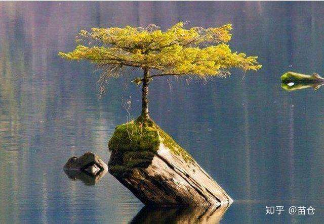 世界上最励志的树木生命尚存希望永不破灭