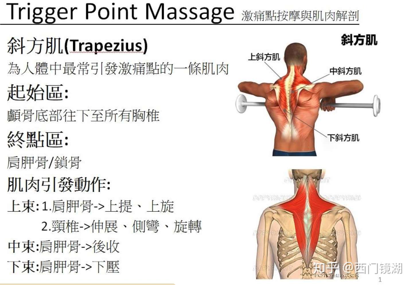 你的锁骨是斜的吗 耸肩全攻略 知乎