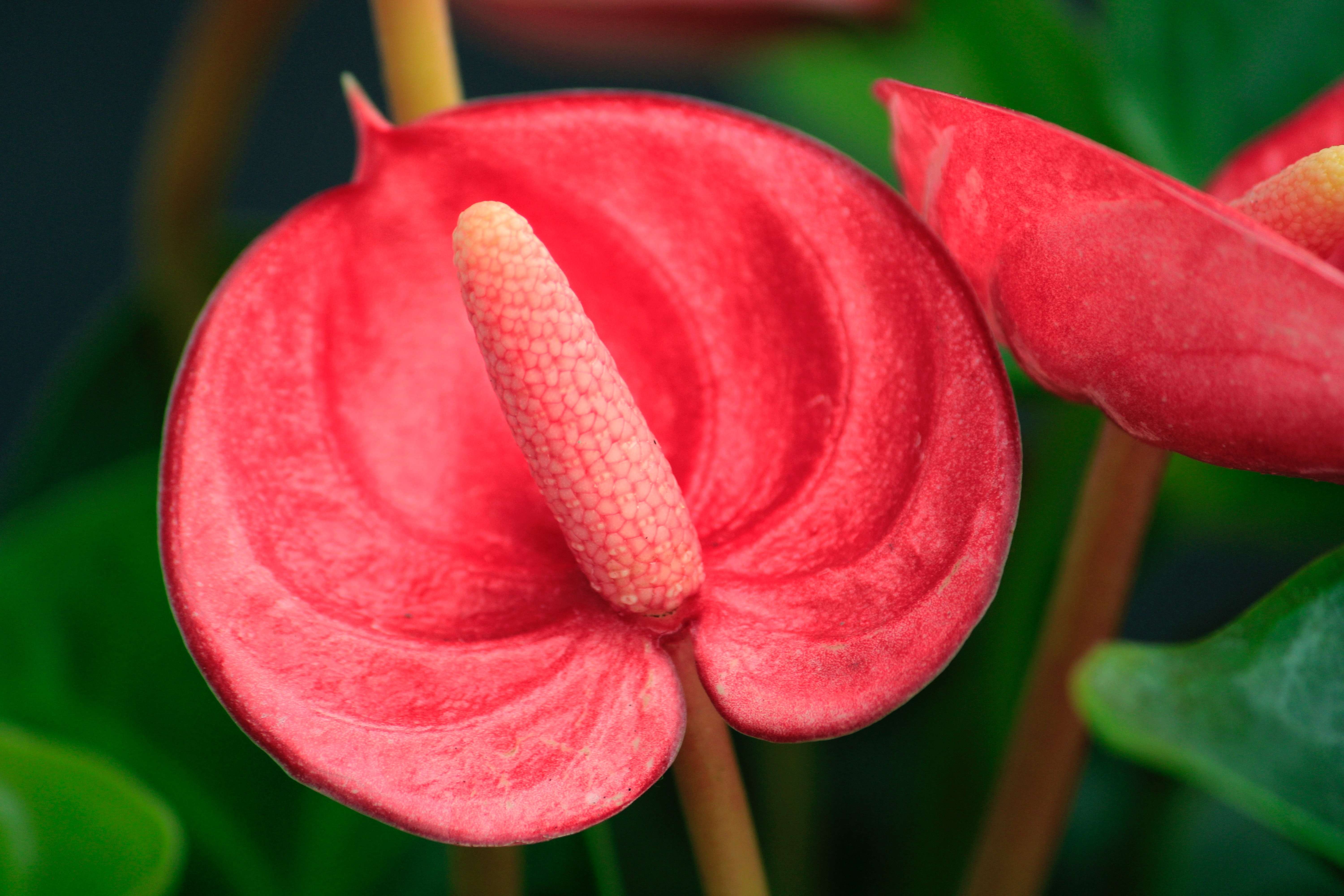 复玥 的想法: 【每日植物】花烛 / 红掌 花烛(学名:an… - 知乎