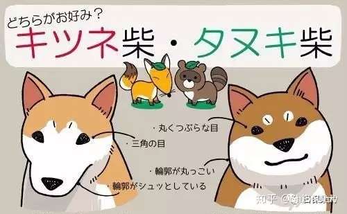 柴犬は全部で5種類 绳纹柴 山陰柴 美濃柴 信洲柴 川上柴 知乎