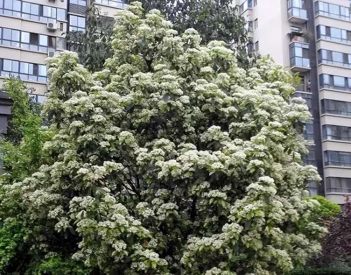 石楠花的味道是什么梗（石楠花到底是什么味道）