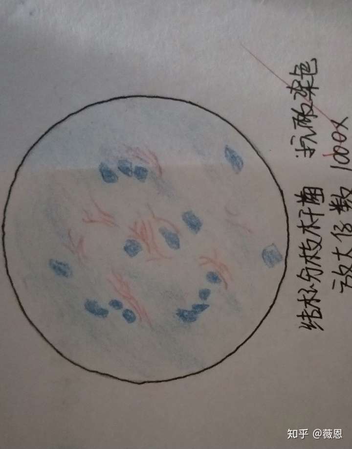 革兰阳性球菌手绘图图片