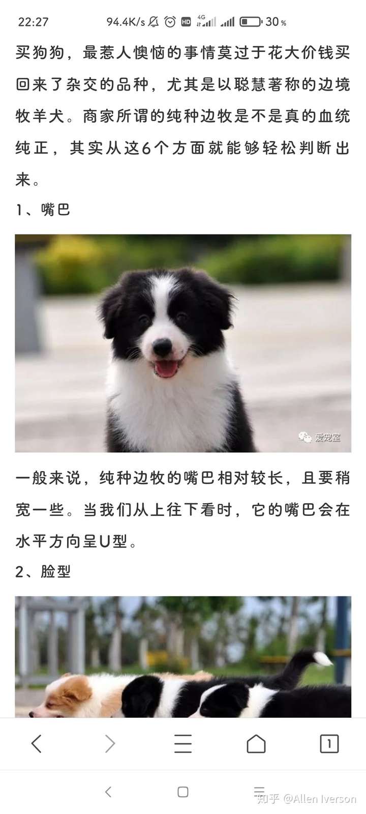 如图,判断一只边境牧羊犬