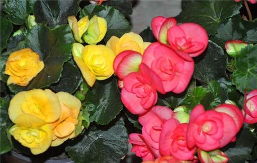 四季海棠的养殖方法 简单6点 海棠全年开暴盆 知乎