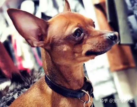 小鹿犬怎么养？这5点需要好好注意”