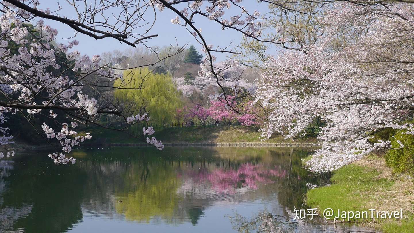 在神奈川 赏一抹春日的樱花 知乎