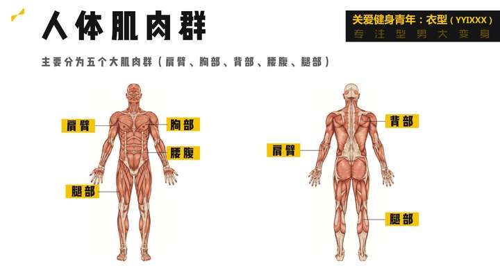 人体肌肉群