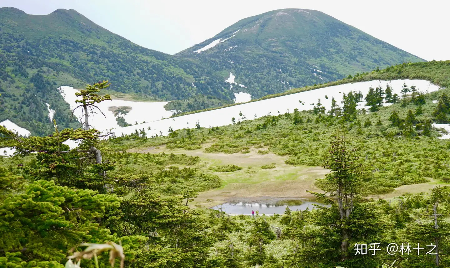 日本的湿地与高山植被——八甲田山- 知乎