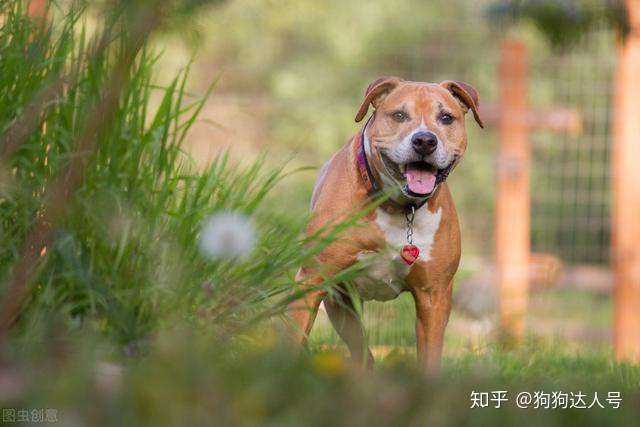 比特犬能勇斗藏獒 被号称世界第一战斗犬 知乎