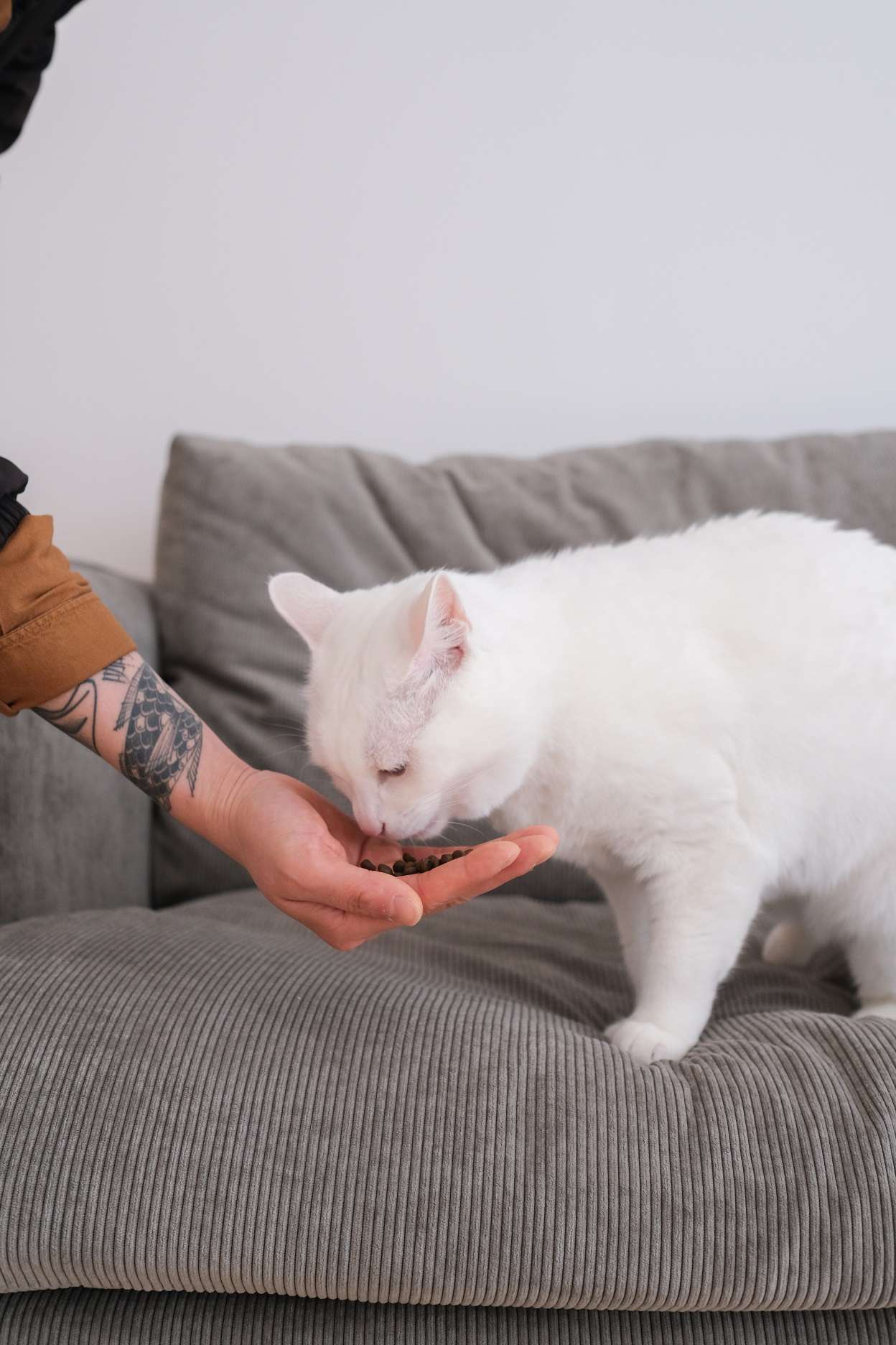 夏日喂猫注意事项 非常有用 知乎