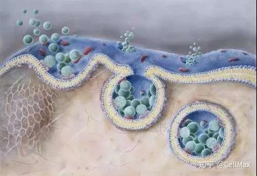 研究外泌体 你得了解这些 一 知乎