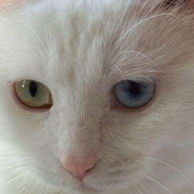 v2-da1f3d855ed83df7c910ee0ddbbd6b5a_qhd.jpg