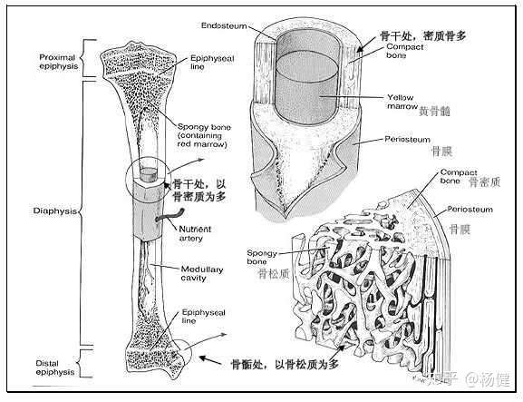 兄弟们,就是脚踝骨皮质断裂,断端对位良这个是什么意思呀?